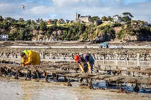 RAMASSAGE DES POCHES, PARCS A HUITRES, POINTE DU HOCK, CANCALE, ILLE-ET-VILAINE 