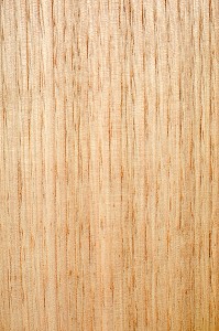 CHATAIGNIER, CASTANEA 