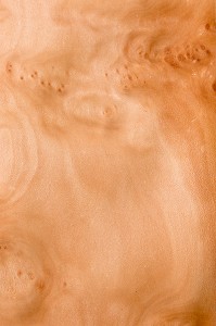 PLATANE COMMUN, PLATANUS X HISPANICA 