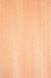 PLATANE, PLATANUS X HISPANICA 