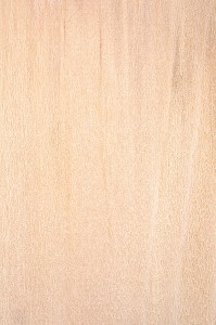 PLATANE OCCIDENTAL, SYCOMORE, PLATANUS OCCIDENTALIS 