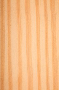 PIN D'AMERIQUE, PIN DE CAROLINE, YELLOW PINE, PINUS SP 