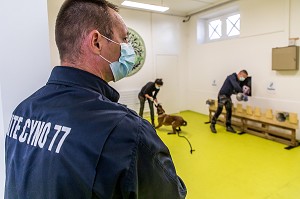 EXPERIMENTATION SUR LA DETECTION DU COVID 19 PAR DES CHIENS SAPEURS POMPIERS  ECOLE VETERINAIRE, MAISONS-ALFORT, VAL DE MARNE, ILE DE FRANCE, FRANCE, EUROPE 