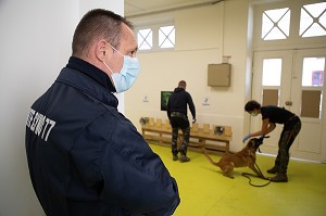 EXPERIMENTATION SUR LA DETECTION DU COVID 19 PAR DES CHIENS SAPEURS POMPIERS  ECOLE VETERINAIRE, MAISONS-ALFORT, VAL DE MARNE, ILE DE FRANCE, FRANCE, EUROPE 