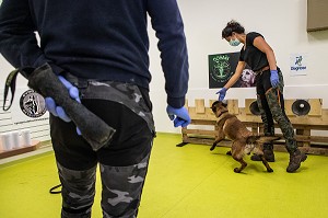 EXPERIMENTATION SUR LA DETECTION DU COVID 19 PAR DES CHIENS SAPEURS POMPIERS  ECOLE VETERINAIRE, MAISONS-ALFORT, VAL DE MARNE, ILE DE FRANCE, FRANCE, EUROPE 