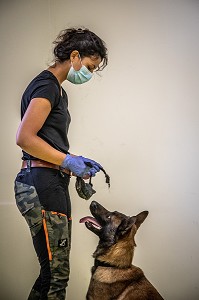 EXPERIMENTATION SUR LA DETECTION DU COVID 19 PAR DES CHIENS SAPEURS POMPIERS  ECOLE VETERINAIRE, MAISONS-ALFORT, VAL DE MARNE, ILE DE FRANCE, FRANCE, EUROPE 