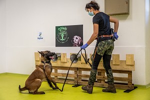 EXPERIMENTATION SUR LA DETECTION DU COVID 19 PAR DES CHIENS SAPEURS POMPIERS  ECOLE VETERINAIRE, MAISONS-ALFORT, VAL DE MARNE, ILE DE FRANCE, FRANCE, EUROPE 