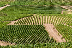 VIGNOBLE, IRANCY, YONNE, BOURGOGNE, FRANCE 