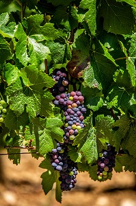 VIGNOBLE, IRANCY, YONNE, BOURGOGNE, FRANCE 