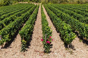 VIGNOBLE, IRANCY, YONNE, BOURGOGNE, FRANCE 