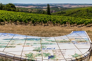 VIGNOBLE, IRANCY, YONNE, BOURGOGNE, FRANCE 