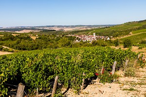 VIGNOBLE, IRANCY, YONNE, BOURGOGNE, FRANCE 