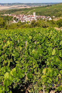 VIGNOBLE, IRANCY, YONNE, BOURGOGNE, FRANCE 