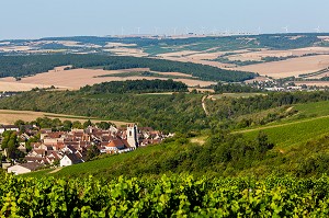 VIGNOBLE, IRANCY, YONNE, BOURGOGNE, FRANCE 