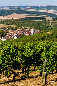 VIGNOBLE, IRANCY, YONNE, BOURGOGNE, FRANCE 