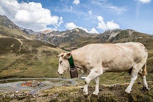 VACHE DE RACE BLONDE D'AQUITAINE EN ESTIVE, BAREGES, SUR LES CONTREFORTS DU TOURMALET, PIC DU MIDI DE BIGORRE, BAGNERES DE BIGORRE, HAUTES PYRENEES, MIDI PYRENEES, OCCITANIE, FRANCE 