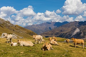 VACHE DE RACE BLONDE D'AQUITAINE EN ESTIVE, CAUTERETS, HAUTES PYRENEES, MIDI PYRENEES, OCCITANIE, FRANCE 