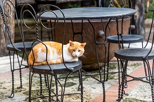 CHAT DANS PATIO, MUSEE DU RHUM, QUARTIER COLONIAL, CLASSE AU PATRIMOINE MONDIAL DE L'UNESCO, SAINT DOMINGUE, SANTO DOMINGO, REPUBLIQUE DOMINICAINE 