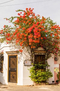 BOUGAINVILLIERS, QUARTIER COLONIAL, CLASSE AU PATRIMOINE MONDIAL DE L'UNESCO, SAINT DOMINGUE, SANTO DOMINGO, REPUBLIQUE DOMINICAINE 