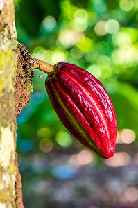 CABOSSE DE CACAO, PLANTATION EL SENDERO DEL CACAO, HACIENDA LA ESMERALDA LAS PAJAS, SAN FRANCISCO DE MACORIS, REPUBLIQUE DOMINICAINE 