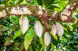 CABOSSE DE CACAO, PLANTATION EL SENDERO DEL CACAO, HACIENDA LA ESMERALDA LAS PAJAS, SAN FRANCISCO DE MACORIS, REPUBLIQUE DOMINICAINE 