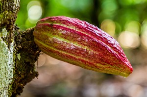 CABOSSE DE CACAO, PLANTATION EL SENDERO DEL CACAO, HACIENDA LA ESMERALDA LAS PAJAS, SAN FRANCISCO DE MACORIS, REPUBLIQUE DOMINICAINE 