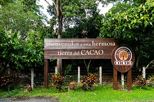 PLANTATION DE CACAO, EL SENDERO DEL CACAO, HACIENDA LA ESMERALDA LAS PAJAS, SAN FRANCISCO DE MACORIS, REPUBLIQUE DOMINICAINE 