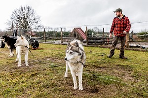 REMI AVICE, MUSHER DE CHIENS DE TRAINEAU, TAÏGA AVENTURE, LE REDONDET, CISTERNES LA FORET, (63) PUY DE DOME, AUVERGNE 