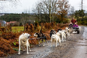 REMI AVICE, MUSHER DE CHIENS DE TRAINEAU, TAÏGA AVENTURE, LE REDONDET, CISTERNES LA FORET, (63) PUY DE DOME, AUVERGNE 