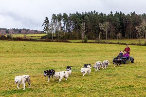 REMI AVICE, MUSHER DE CHIENS DE TRAINEAU, TAÏGA AVENTURE, LE REDONDET, CISTERNES LA FORET, (63) PUY DE DOME, AUVERGNE 