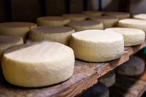 TOMME DE MONTAGNE, FROMAGES AFFINES (PATES PRESSEES, CRUE ET SEMI CUITE), FERME DE BLOMONT, MANZAT, COMBRAILLES, (63) PUY DE DOME, AUVERGNE 