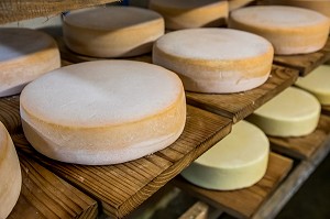 TOMME DE MONTAGNE, FROMAGES AFFINES (PATES PRESSEES, CRUE ET SEMI CUITE), FERME DE BLOMONT, MANZAT, COMBRAILLES, (63) PUY DE DOME, AUVERGNE 