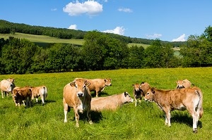 VACHES AU PRE, FLAVIGNY SUR OZERAIN, (21) COTE-D'OR, BOURGOGNE, FRANCE 