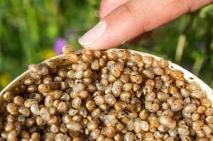 PERRINE DOUDIN, HELIXINE, HELICICULTRICE, PRODUCTRICE D'ESCARGOTS BIO, FLAVIGNY SUR OZERAIN, (21) COTE-D'OR, BOURGOGNE, FRANCE 