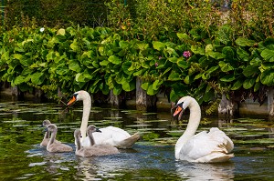 CYGNES, MARAIS AUDOMAROIS, SAINT OMER, (62) PAS-DE-CALAIS, FRANCE 