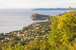 MIMOSAS DEPUIS LE COL DU CANADEL, VU SUR LE CAP NEGRE, LE RAYOL CANADEL SUR MER 
