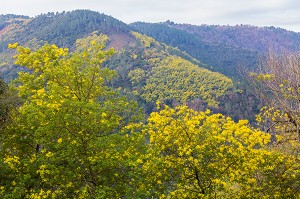 MIMOSAS SAUVAGES, ROUTE DU MIMOSA MASSIF DU TANNERON, TANNERON 