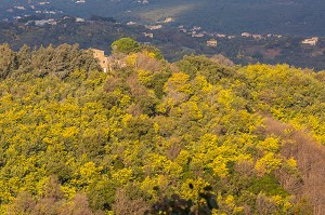 MIMOSAS SAUVAGES, ROUTE DU MIMOSA MASSIF DU TANNERON, TANNERON 