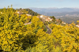 ILLUSTRATION ROUTE DU MIMOSA, MASSIF DU TANNERON, TANNERON 