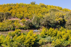 ILLUSTRATION ROUTE DU MIMOSA, MASSIF DU TANNERON, TANNERON 