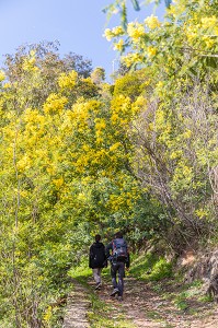 RANDONNEE DANS LA PLUS GRANDE FORET DE MIMOSA D'EUROPE, LE TANNERON, MANDELIEU LA NAPOULE 