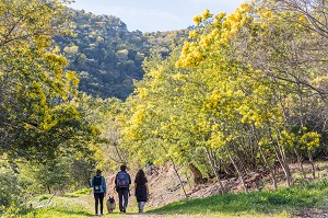 RANDONNEE DANS LA PLUS GRANDE FORET DE MIMOSA D'EUROPE, LE TANNERON, MANDELIEU LA NAPOULE // // HIKING IN THE BIGGEST MIMOSA FOREST IN EUROPE, LE TANNERON, MANDELIEU LA NAPOULE