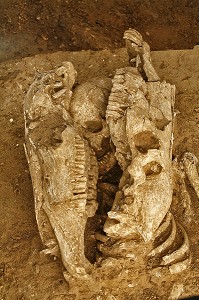 SITE DE FOUILLES  PREVENTIVE, NECROPOLE ROMAINE D'EVREUX, INSTITUT NATIONAL DE RECHERCHES ARCHEOLOGIQUES PREVENTIVES (INRAP). SEPULTURES MELANT OSSEMENTS D'HOMMES ET DE CHEVAUX, FRANCE 