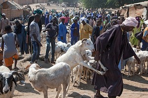 MARCHE AU CHEVRES, COMMUNE DE MPAL, SENEGAL, AFRIQUE DE L'OUEST 