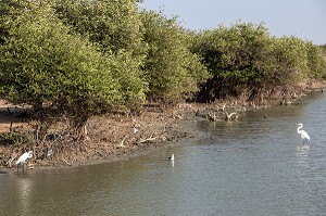 LES OISEAUX SUR LA LANGUE DE BARBARIE, SAINT-LOUIS-DU SENEGAL, SENEGAL, AFRIQUE DE L'OUEST 