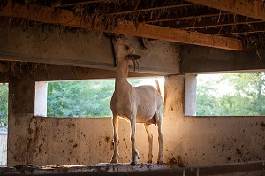 ELEVAGE DE VACHES ET BOVINS DE LA FERME ECOLOGIQUE, VILLAGE PEUL DE GUELAKH, SENEGAL, AFRIQUE DE L'OUEST 
