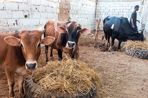 ELEVAGE DE VACHES DE LA FERME ECOLOGIQUE, VILLAGE PEUL DE GUELAKH, SENEGAL, AFRIQUE DE L'OUEST 