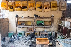 ELEVAGE DE PIGEONS ET DE VOLAILLES DE LA FERME ECOLOGIQUE, VILLAGE PEUL DE GUELAKH, SENEGAL, AFRIQUE DE L'OUEST 