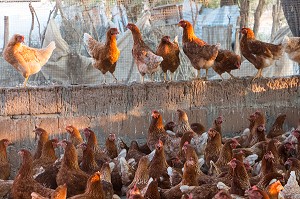 ELEVAGE DE POULES ROUSSES DE LA FERME ECOLOGIQUE, VILLAGE PEUL DE GUELAKH, SENEGAL, AFRIQUE DE L'OUEST 