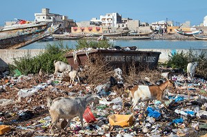 LES CHEVRES DANS LES DETRITUS DE LA VILLE, QUAI GIRAUD, SAINT-LOUIS-DU-SENEGAL, SENEGAL, AFRIQUE DE L'OUEST 
